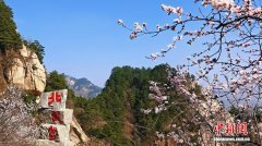 清明小长假北武当山花潮涌